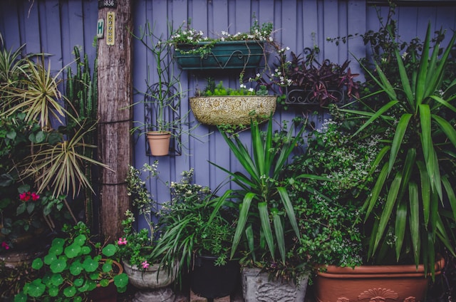 Creative Ways to Hang Your Plants