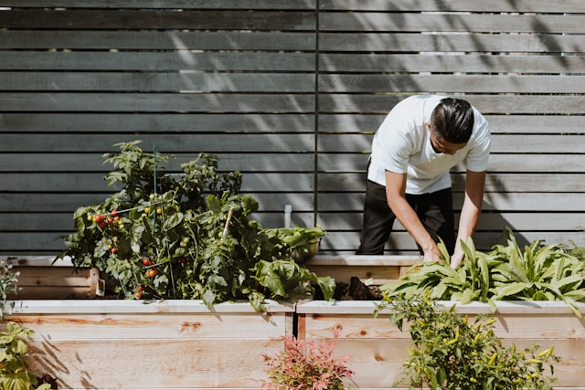 grow tomatoes