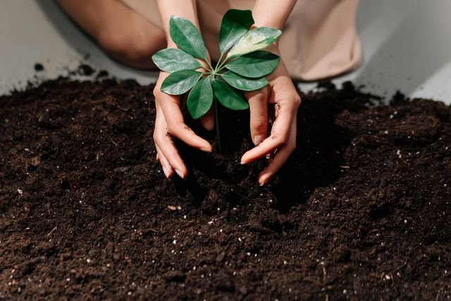 Planting a young sprout in fresh soil, best soil for plants. Soil pH, sow haven