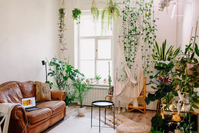 Tips for Maintaining Hanging Plants