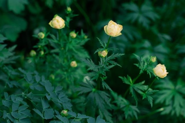 shrubs of plant, beautiful plant, sow haven