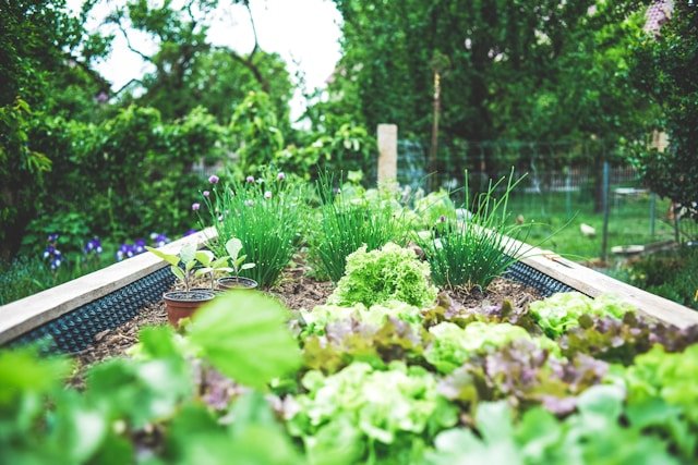 benefits of using chalk for healthy plants, sow haven