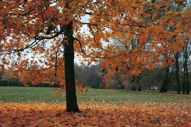 maples tree, sow haven