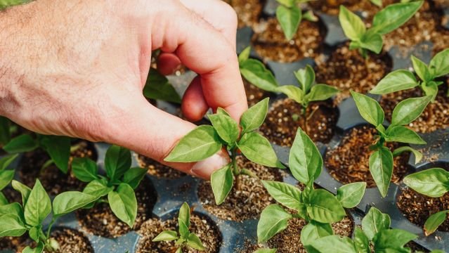 mustard cake fertilizer, best fertilizer for plants, sow haven