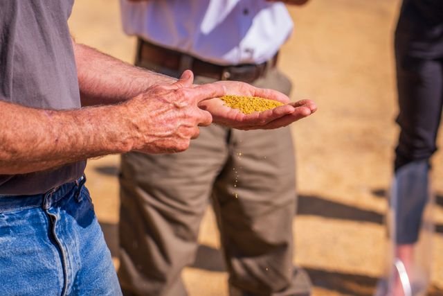 mustard cake fertilizer for plants, sow haven