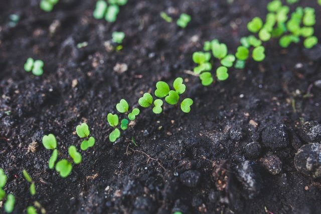 organic gardening, sow haven, best soil for gardening