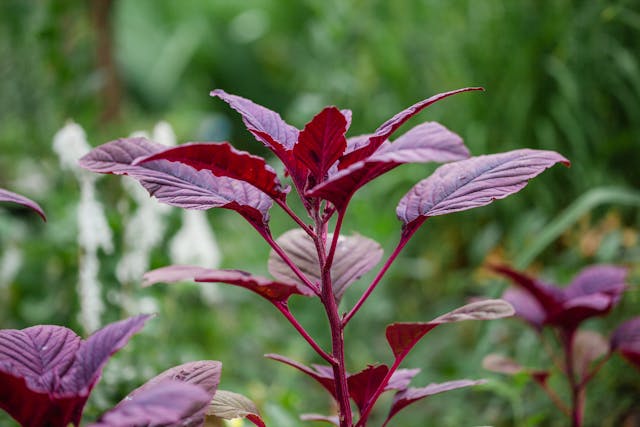 How to Grow Amaranth