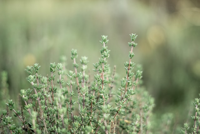 How to Grow Thyme