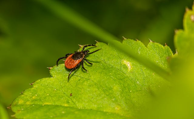 pests and diseases in garden