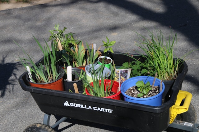 beautiful gardening kit
