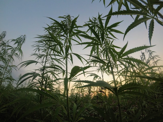 Stand Tall - Weed Killer