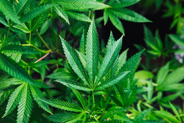 weed trees
