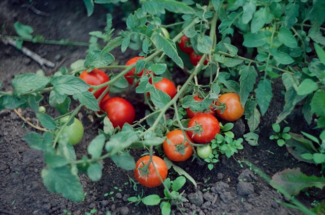 Tomatoes for gardening