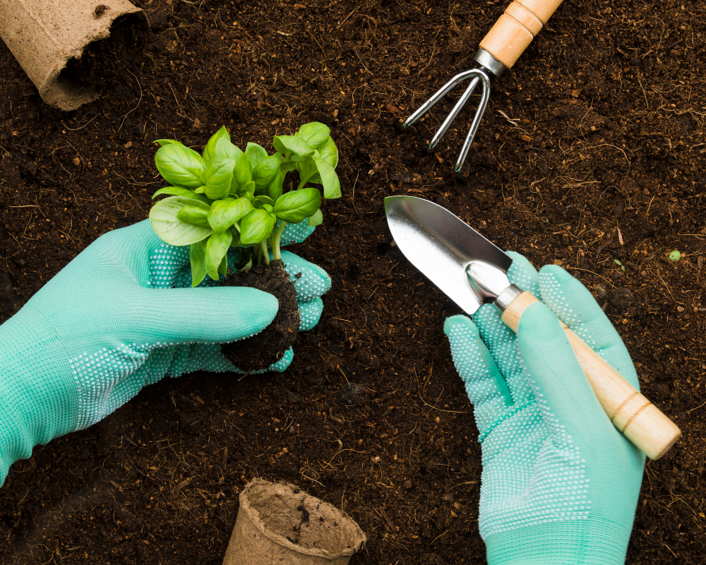 gardening for beginners