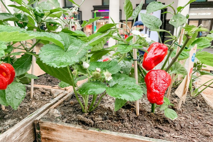 red bell peppers growing in a raised garden bed