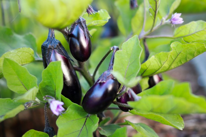 eggplants growing on a vibrant green plant