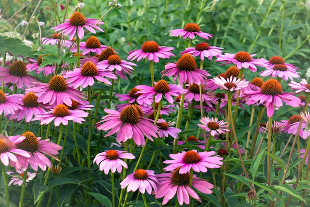 beautiful coneflowers