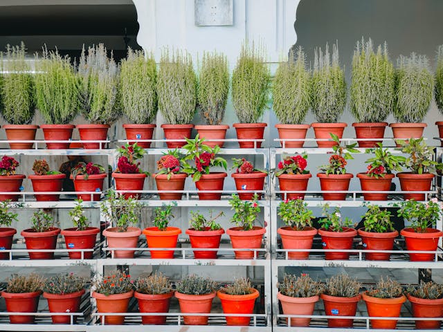 best pots for rose gardening