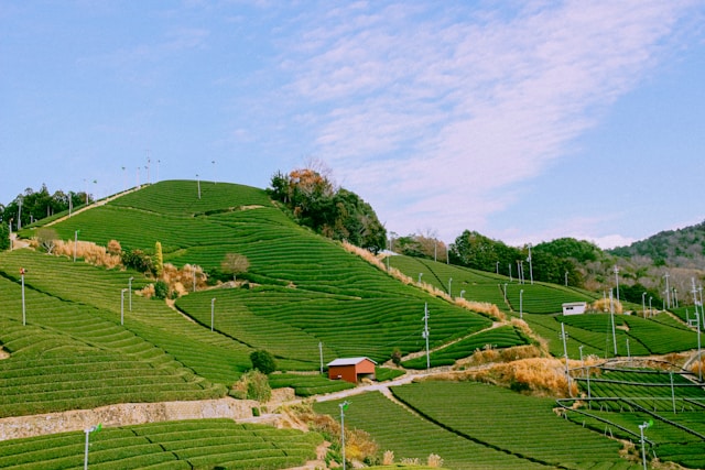 beauty of gardening on a slope