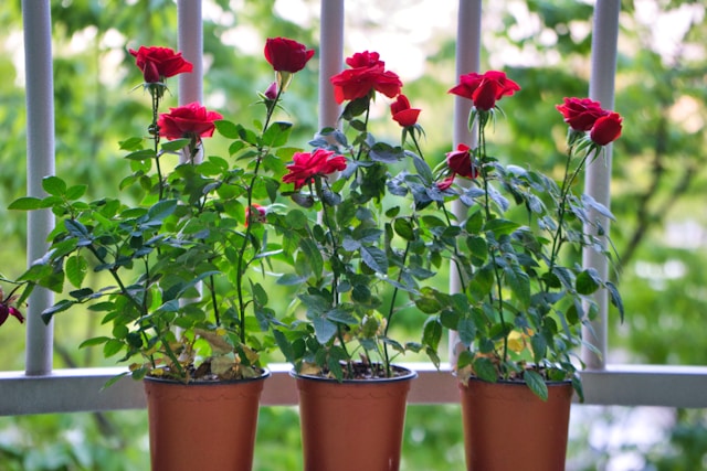 rose gardening in pots