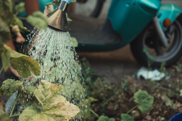 watering plants with a hose