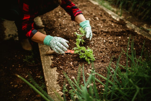 winter gardening in evening