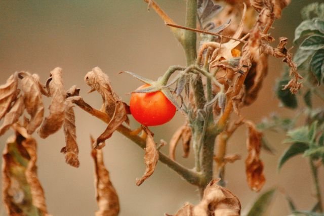 dried tomato plants, sow haven