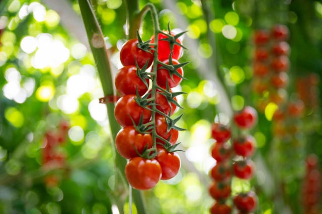 growing tomatoes in containers