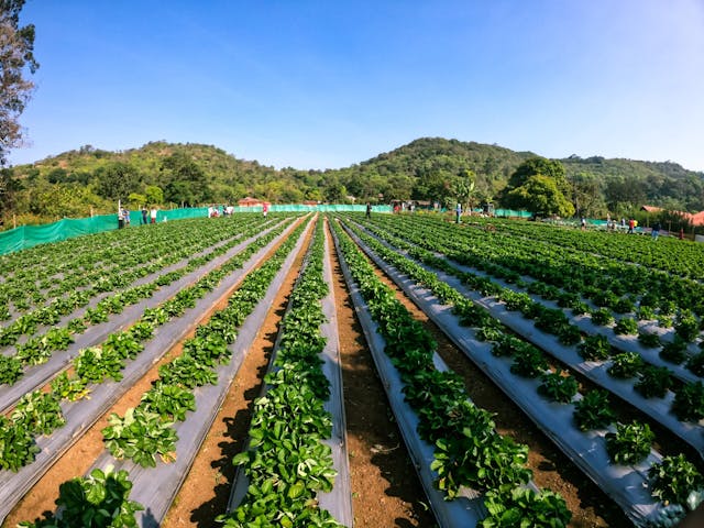 vegetables gardening shades