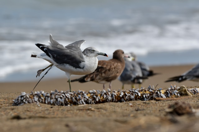 pest control on beach