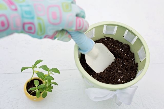 soil for growing tomato, sow haven
