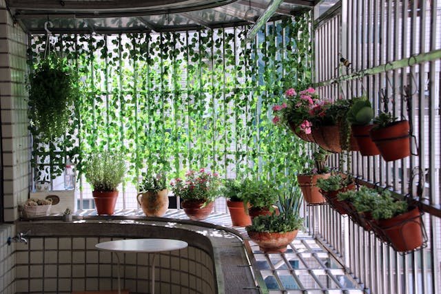vertical gardening, sow haven