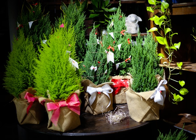 wrap containers for winter gardening